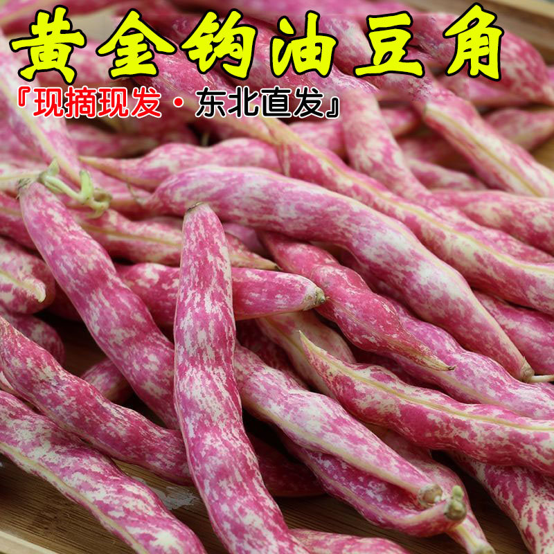新鲜现摘黄金勾油豆角红金钩沟面乎红花鼓豆蔬菜东北农家特产吉林
