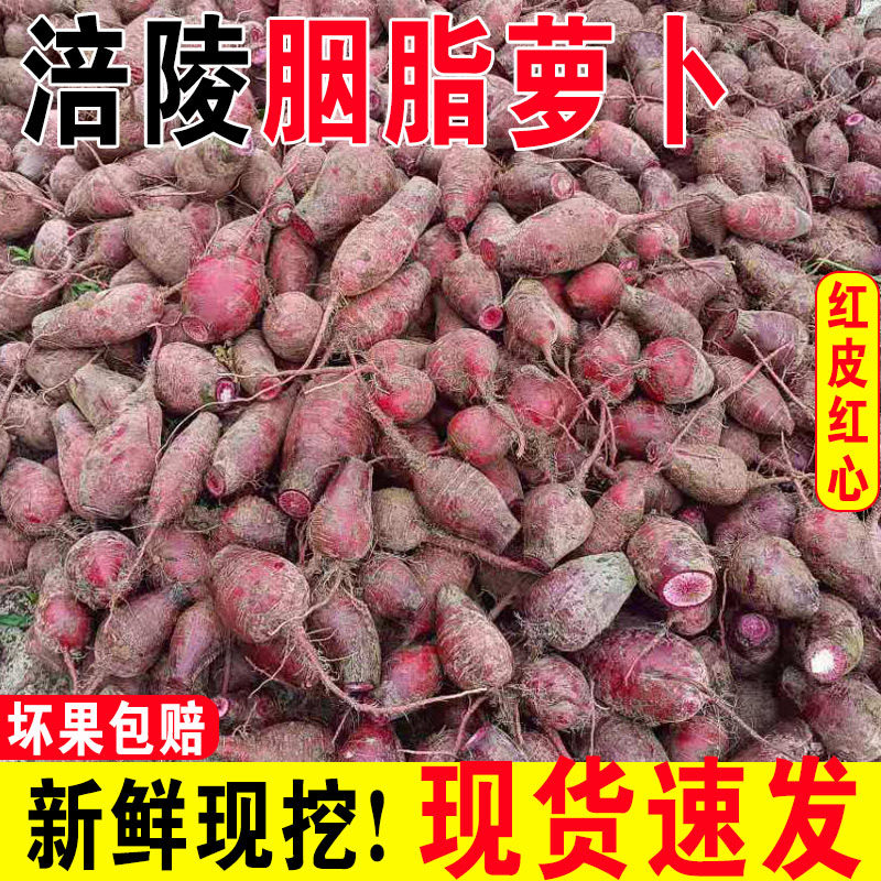 新鲜现拔胭脂萝卜泡菜专用重庆涪陵红心红皮萝卜母水四川农家特产