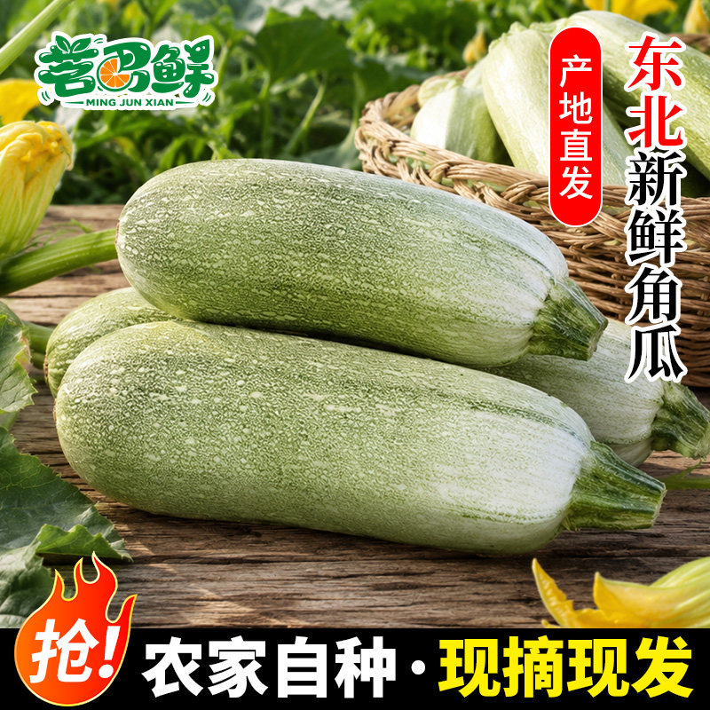 东北大角瓜老品种西葫芦新鲜蔬菜做馅白菜瓜当季露天现摘农家自种