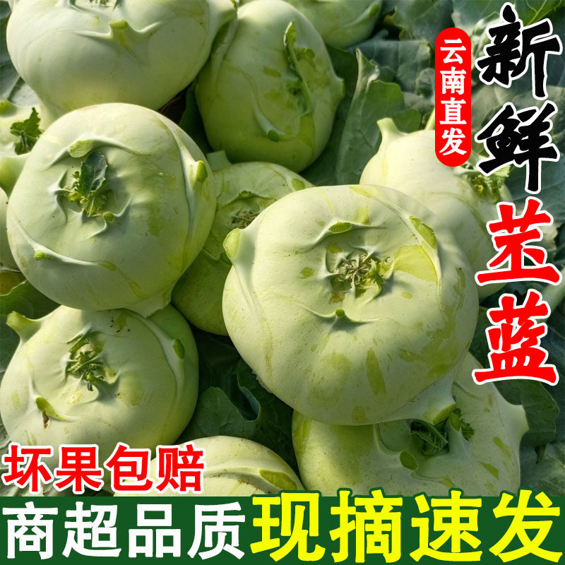 云南特产苤蓝新鲜新鲜大头菜大芥菜头撇了疙瘩蔬菜农家撇啦丕蓝