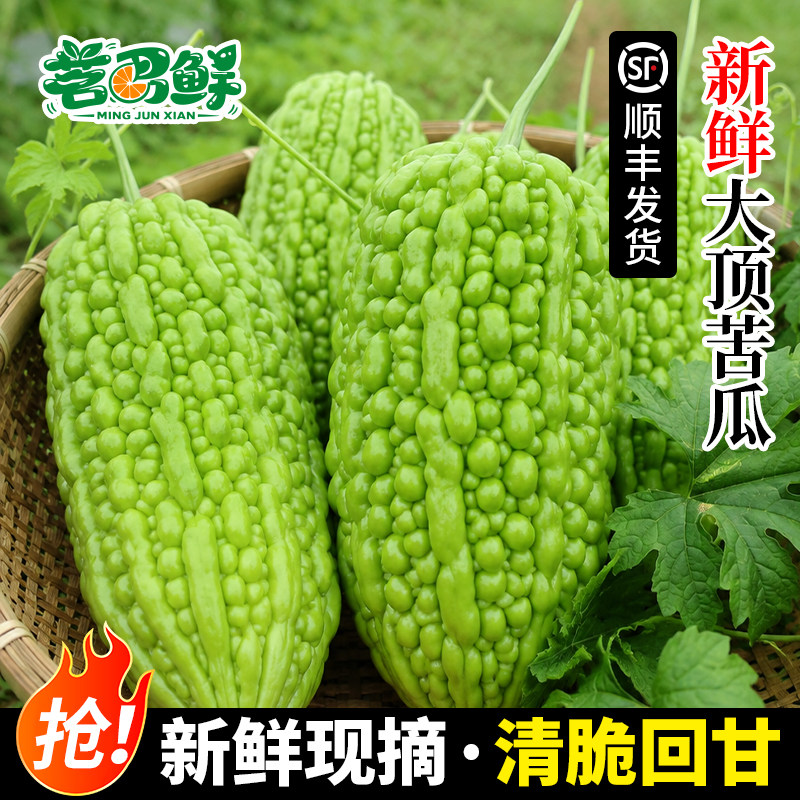 广东江门杜阮凉瓜大顶苦瓜大鼎雷公凿锤苦瓜圆形蔬菜新鲜现摘农家