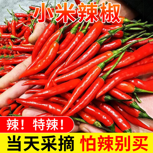 新鲜小米辣椒现摘红辣椒产地直发