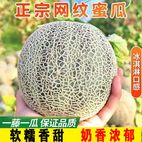 哈密瓜