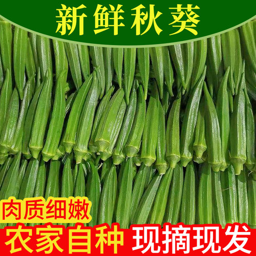 秋葵新鲜蔬菜农家露天当季现摘