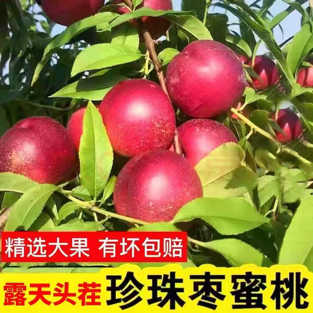 珍珠枣油桃新鲜水果整箱包邮应当季蜜桃白肉红皮纯脆甜小桃子现摘