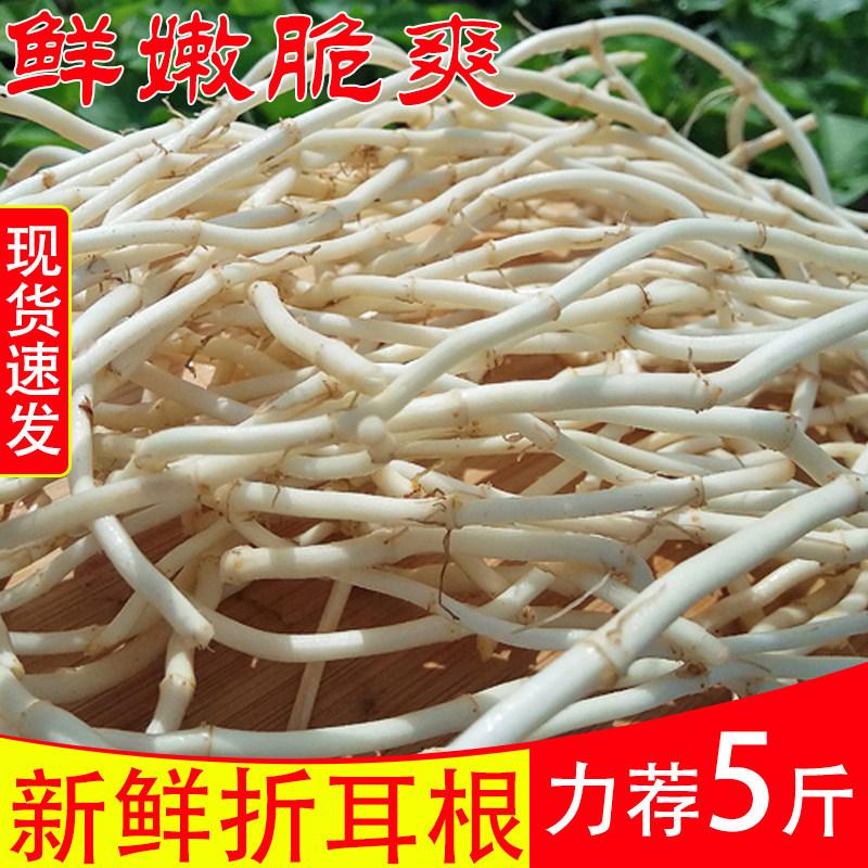 鱼腥草新鲜折耳根即食凉拌现挖节节嫩鱼星草根蔬菜商用下饭菜折儿