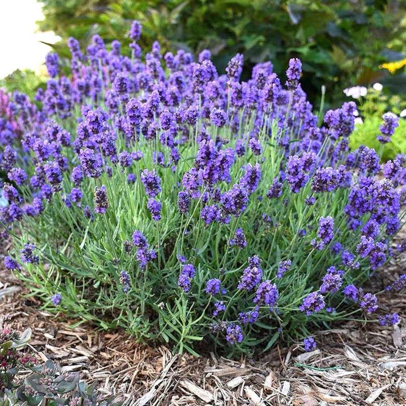 薰衣草花苗带花苞室外开花盆栽植物庭院花园易养活阳台香草苗花卉