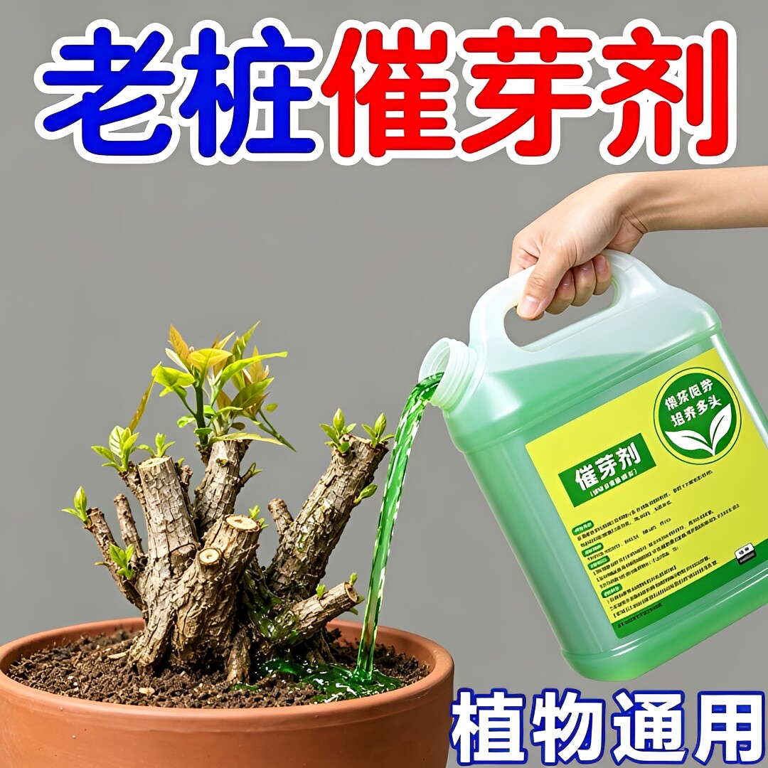 花卉老桩芽营养液防黄叶生根