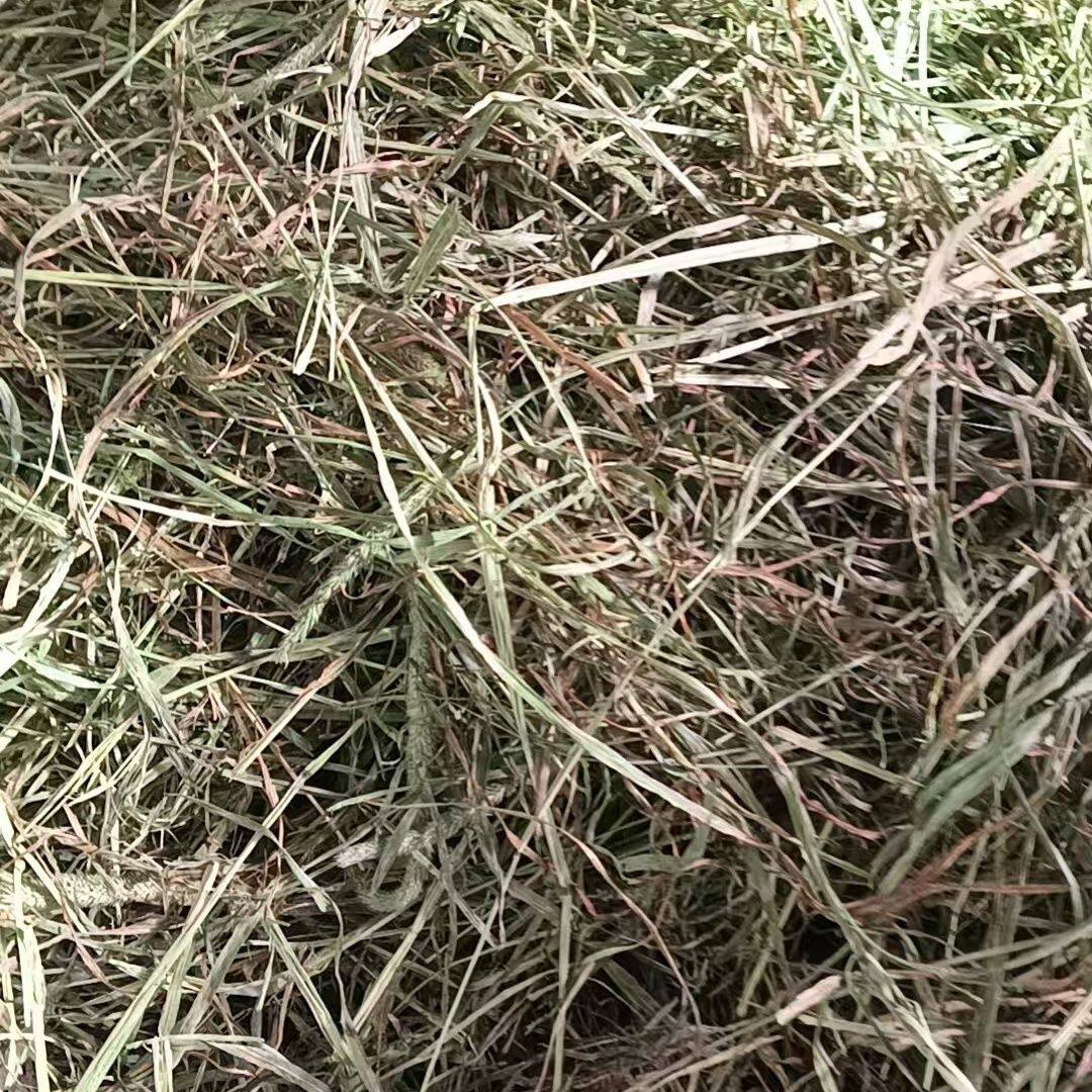 天然晒干提摩西兔干草幼兔适用
