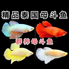 泰国斗鱼活体半月母鱼双尾母鱼超美可群养可繁殖淡水耐养鱼观赏鱼