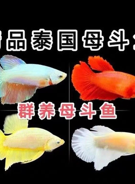 泰国斗鱼活体半月母鱼双尾母鱼超美可群养可繁殖淡水耐养鱼观赏鱼