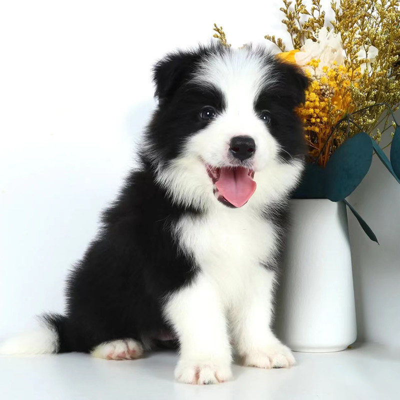 赛级血统边牧纯种幼犬陨石边牧边境牧羊犬幼犬宠物狗小狗活物狗狗
