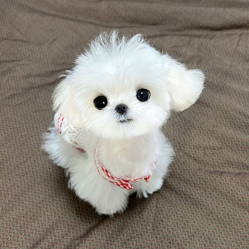 马尔济斯犬幼犬家养小型犬赛级双血统公主犬不掉毛约克夏幼犬狗狗