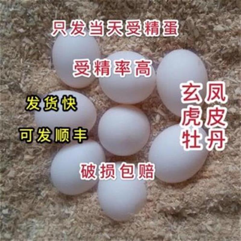 玄凤受精蛋受精蛋k可孵化t种蛋鸟蛋鹦鹉蛋受精可r孵化
