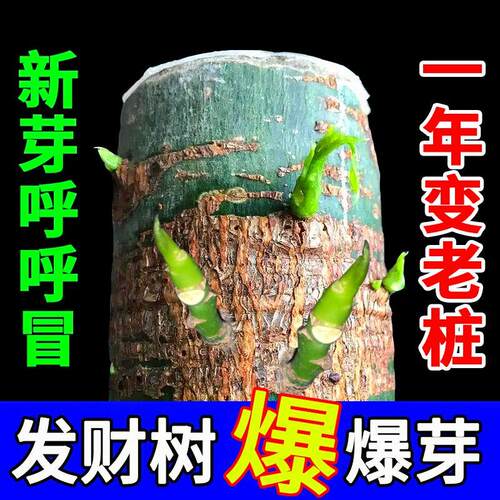 发财树专用营养液一喷绿生根
