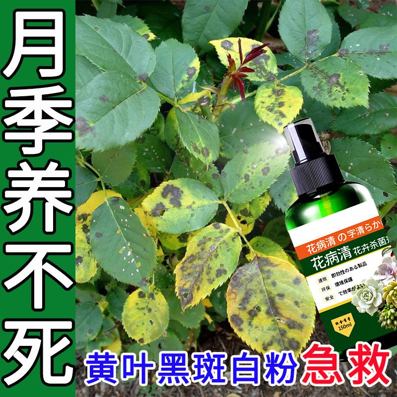 月季花专用药病全治黄叶黑斑病白粉病月季病虫害药月季花杀菌剂