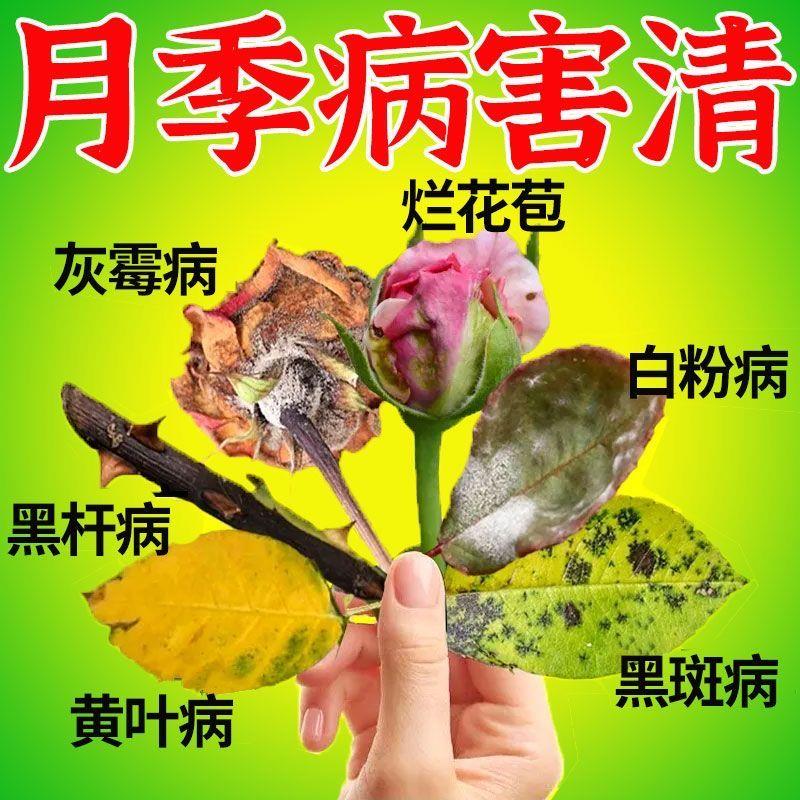 月季病全管专治黄叶黑斑病白粉叶斑病落叶掉花苞月季花卉用杀菌剂