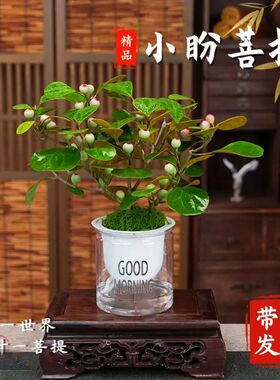 小盼菩提带果盆栽办公室内桌面绿植好养易活水培植物花卉净化空气