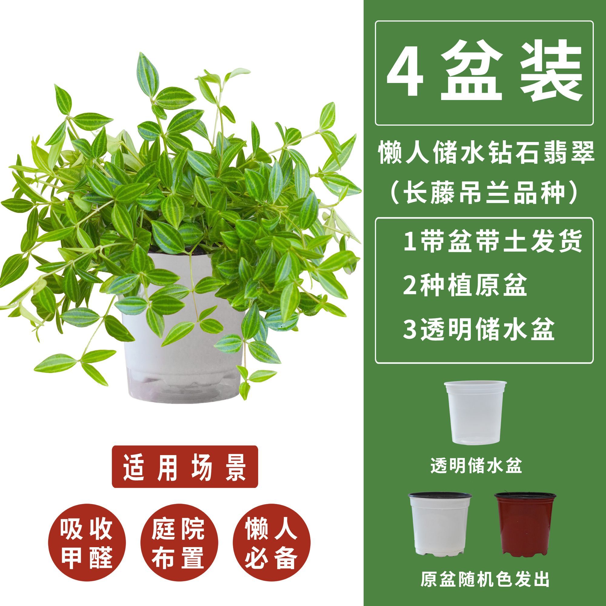 钻石翡翠吊兰四季常青桌面垂吊植物花卉净化空气好养绿植盆栽室内