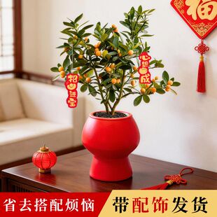 金豆金钱桔盆栽小金桔树带果年桔办公室客厅桌面盆景新年盆栽