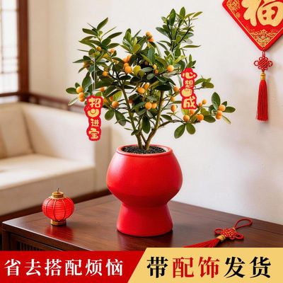 金豆金钱桔盆栽小金桔树带果年桔办公室客厅桌面盆景新年盆栽