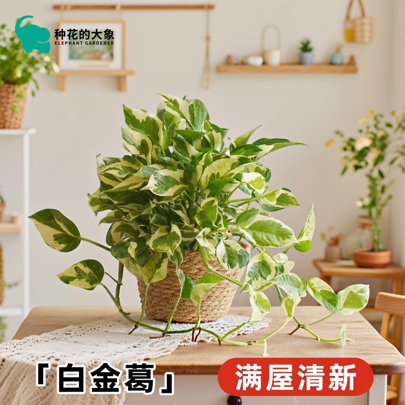 白金葛花叶雪花绿萝桌面阳台花卉观叶四季常绿好养绿植盆栽室内