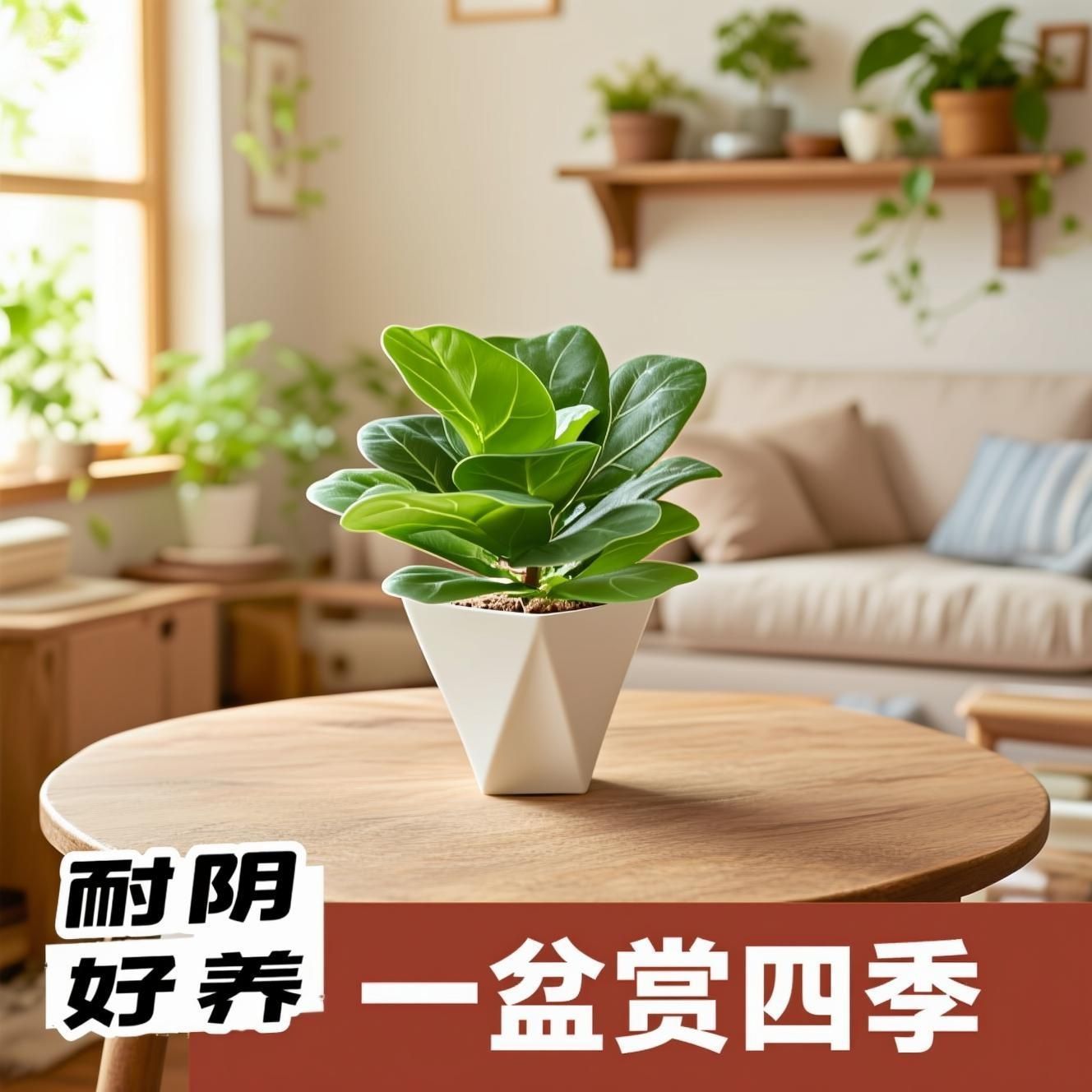 芭比榕盆栽绿植室内桌面装饰小摆件净化空气懒人耐阴好养花卉绿植