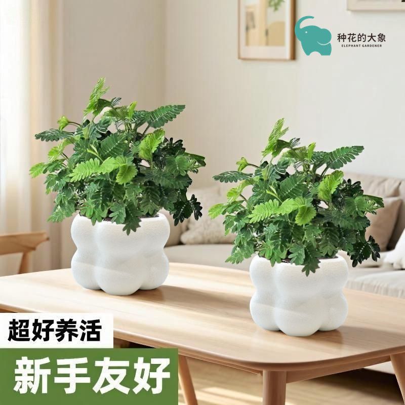 含羞草盆栽绿植室内书桌上儿童种植趣味解压害羞草四季好养活植物