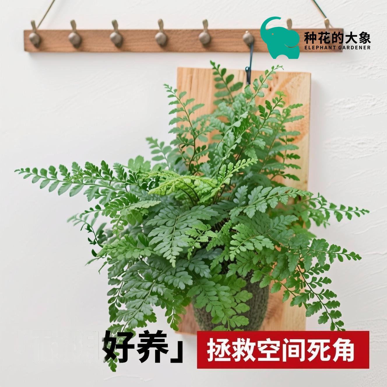 吉姆蕨狼尾蕨绿植苔藓室内蕨类植物懒人好养净化空气绿植盆栽室内