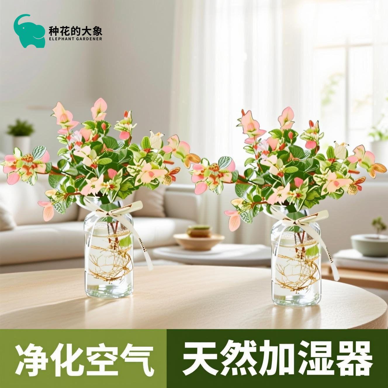 花叶络石办公室室内植物耐寒四季绿植阳台花卉五彩绿植盆栽室内