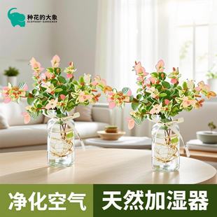 花叶络石办公室室内植物耐寒四季绿植阳台花卉五彩绿植盆栽室内