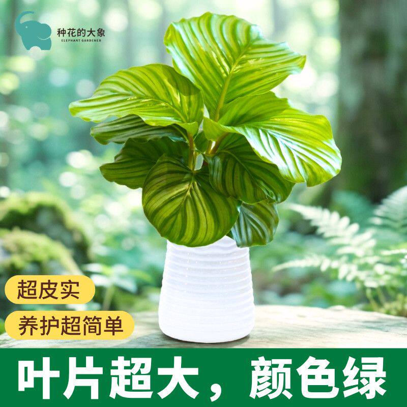 青苹果盆栽竹芋室内观叶四季常青花纹叶片好养耐阴耐活观叶植物