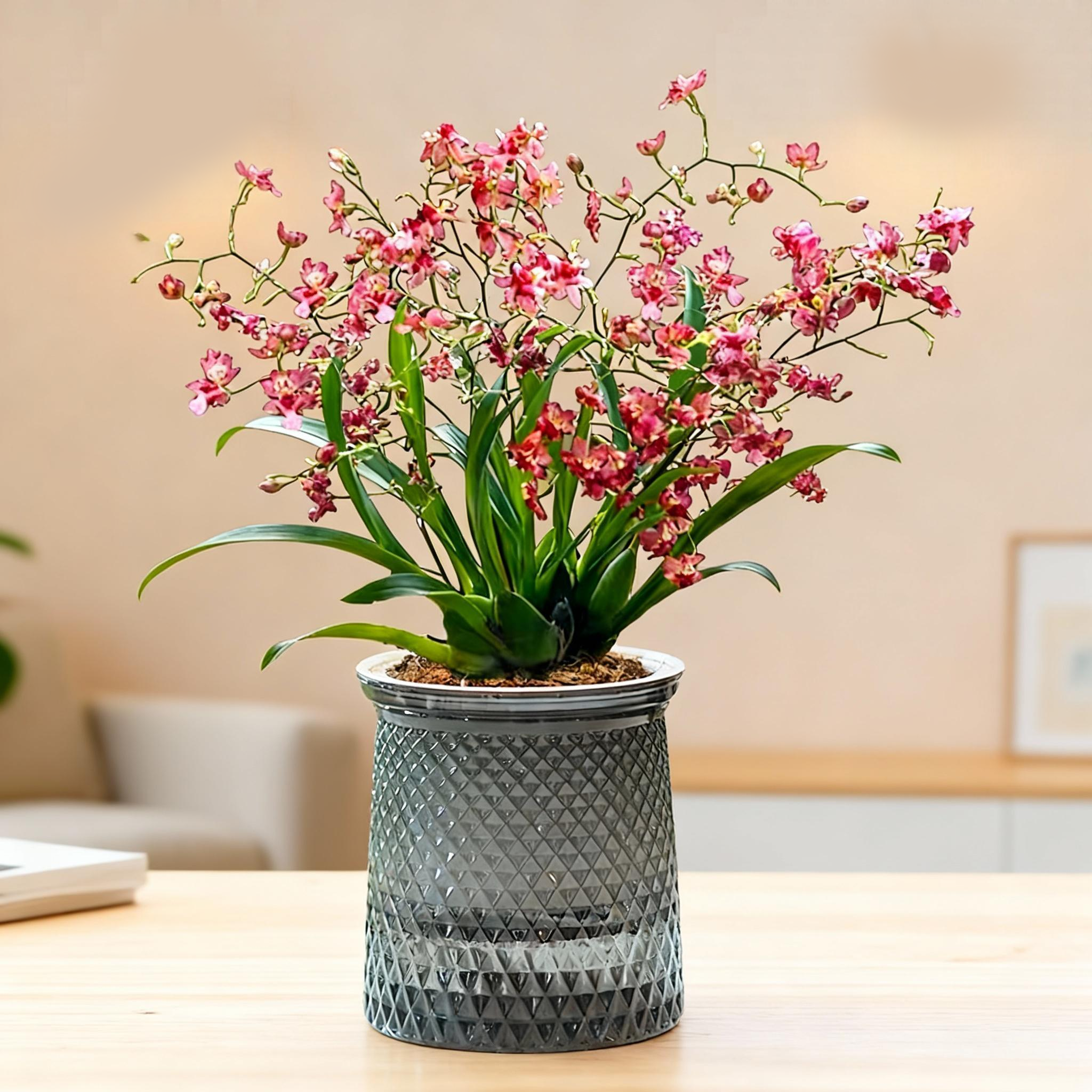 满堂红多色文心兰梦香文心兰清仓客厅桌面开花植物精品过年高级