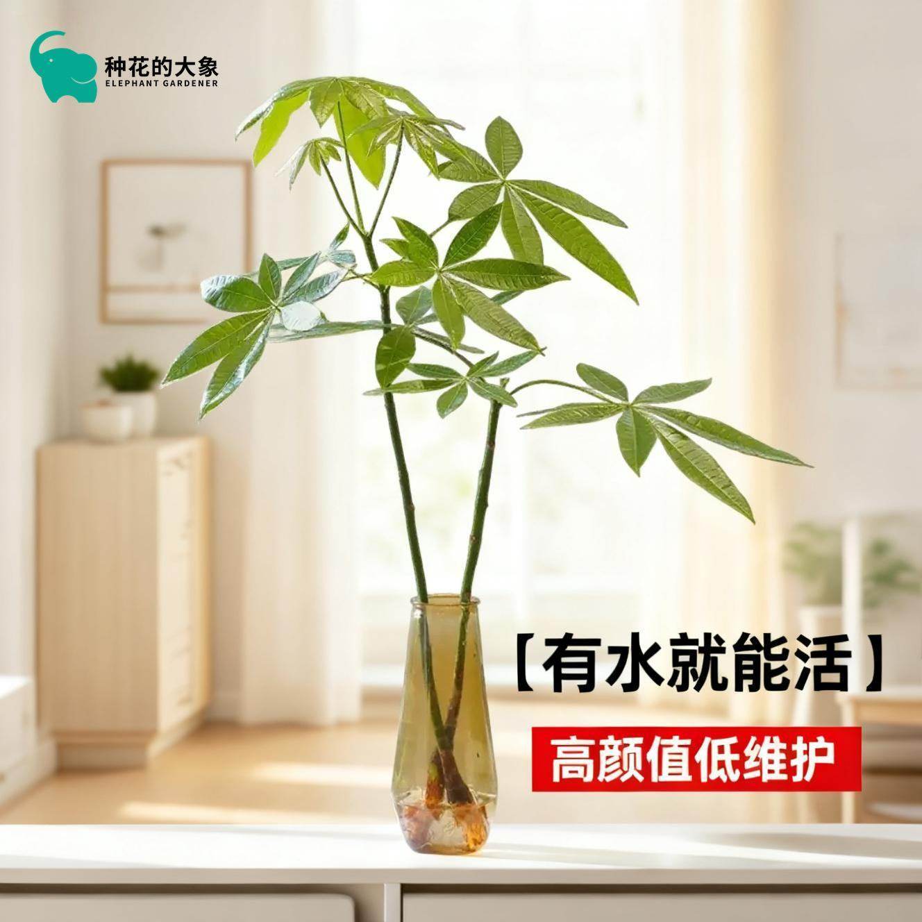 月光龙猫伞发财树水培盆栽绿植室内客厅桌面四季常青懒人好养植物,鲜花速递/花卉仿真/绿植园艺,绿植,淘宝优惠券,粉丝福利购,淘宝优惠卷