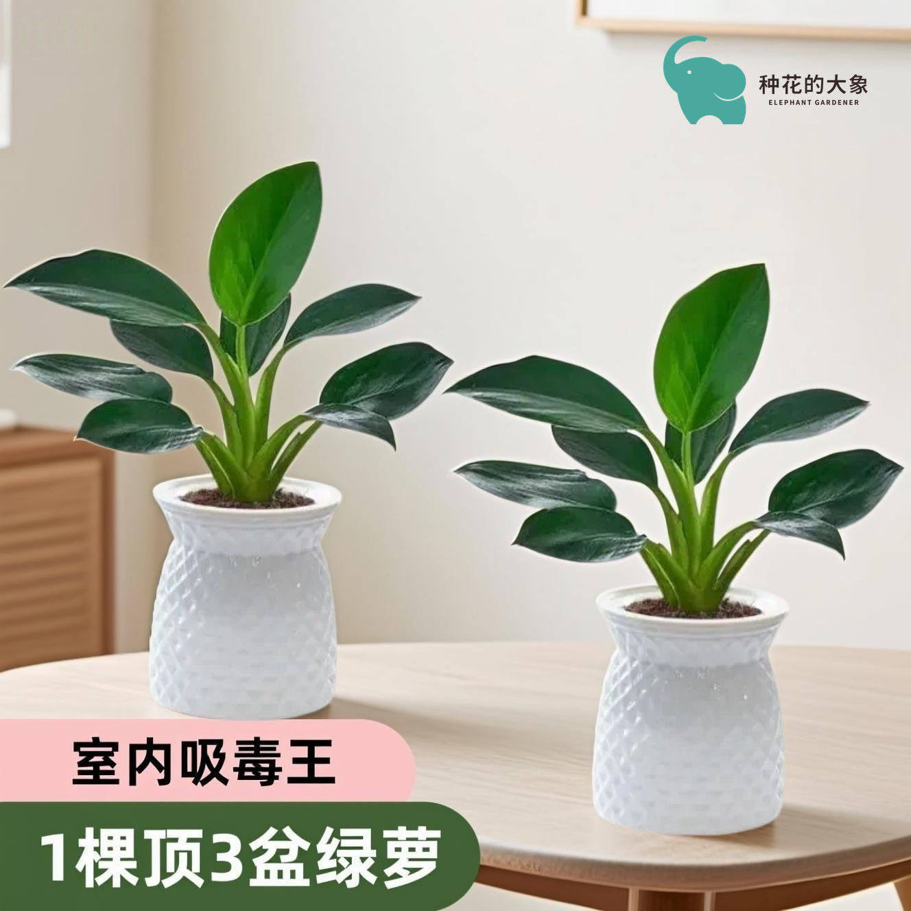 金钻绿公主盆栽绿植室内趣味小盆景懒人好养净化空气花卉招财植物