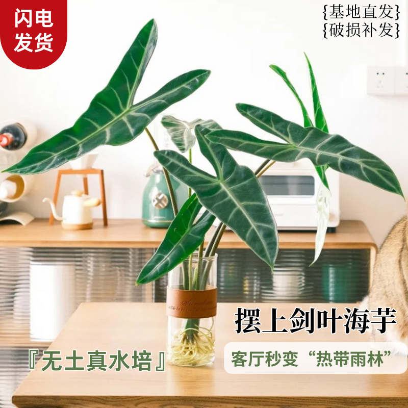 水培银脉剑叶海芋萨利安热带植物办公室客厅室内高颜值净化大叶片