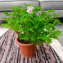驱蚊草香叶天竺葵种籽子植物室小内盆栽户外庭院种子夏天绿植种孑
