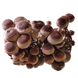 香菇椴木菌种子平菇食用菌种植木头黑木耳木头冬菇可食用栽培蘑菇