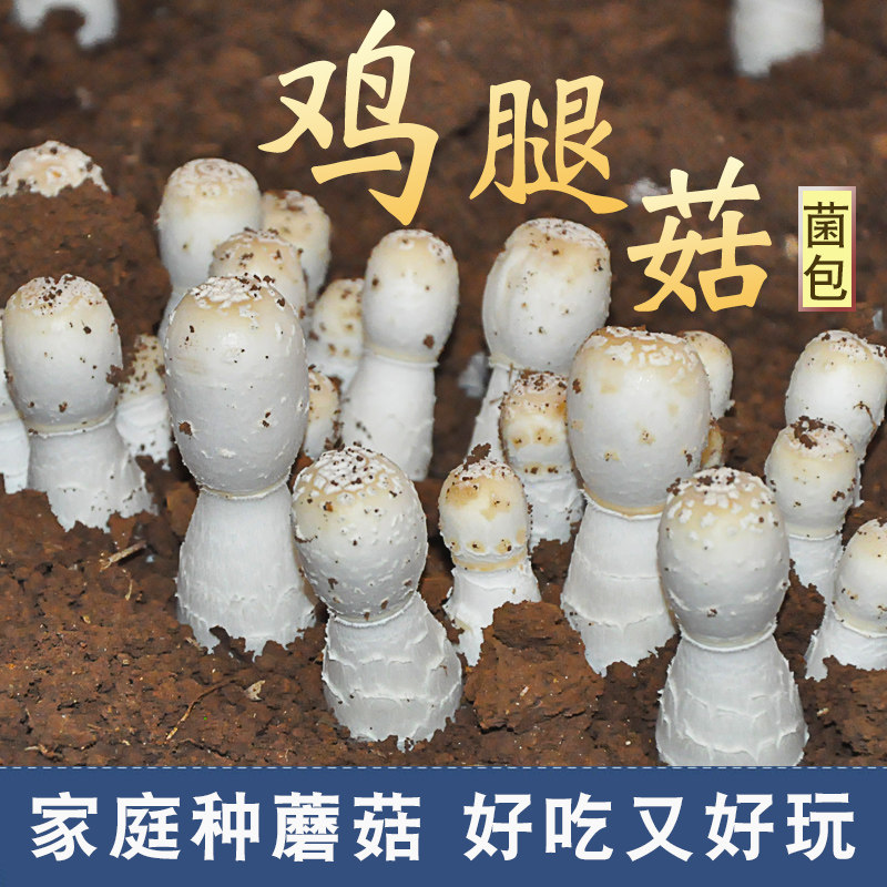 鸡腿菇蘑菇种植包平菌包家种菌菇香平菇食用袋装家庭新鲜菌棒盆栽
