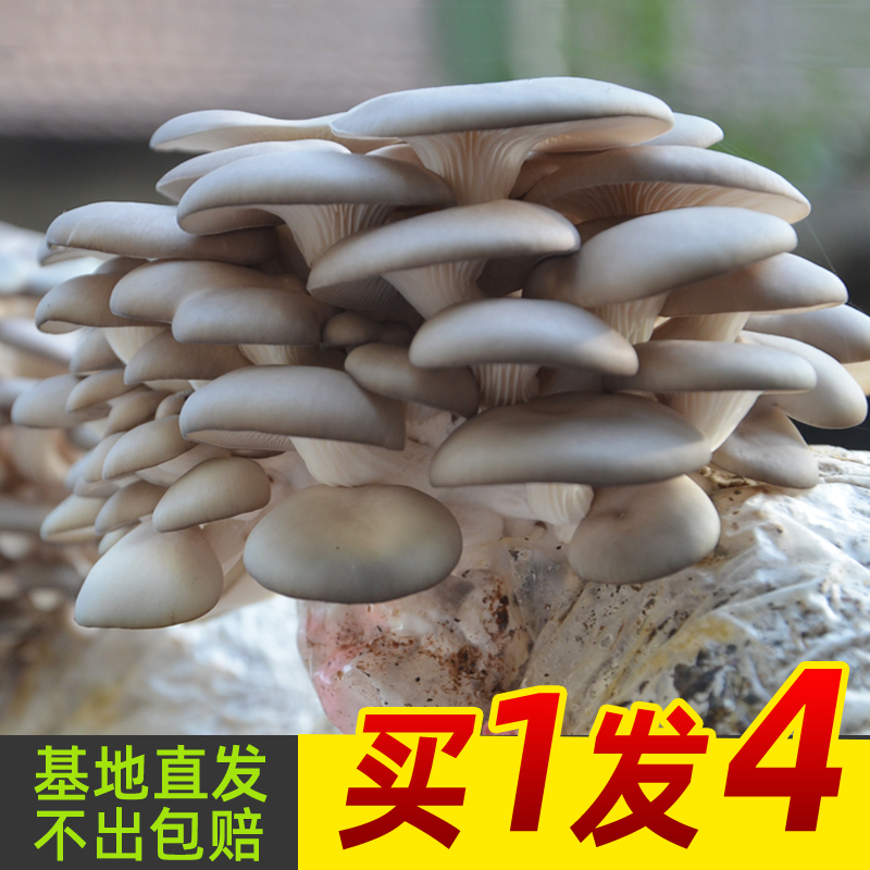 食用新鲜盆栽蘑菇种植包