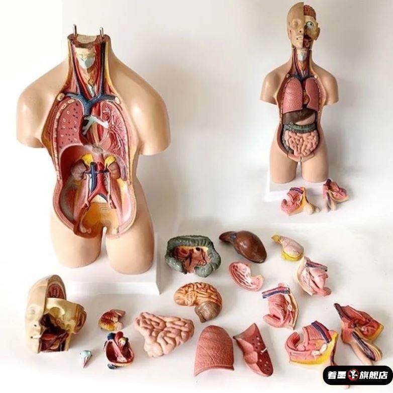 人体模型器官百科启蒙儿童玩具仿真解刨构造骨架内脏医学生物礼物,模玩/动漫/周边/娃圈三坑/桌游,潮玩盲盒,淘宝优惠券,粉丝福利购,淘宝优惠卷