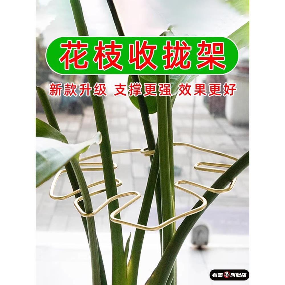 水培植物固定器龟背竹支撑杆天堂鸟防倒伏支