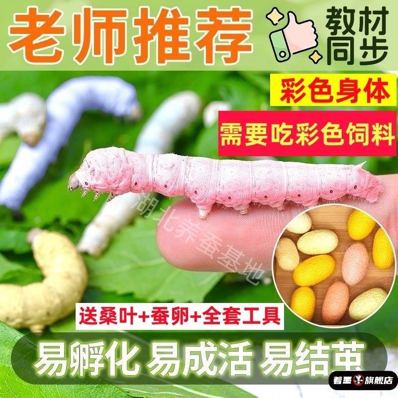 蚕宝宝套餐学生养蚕套装活体幼虫卵天然七彩