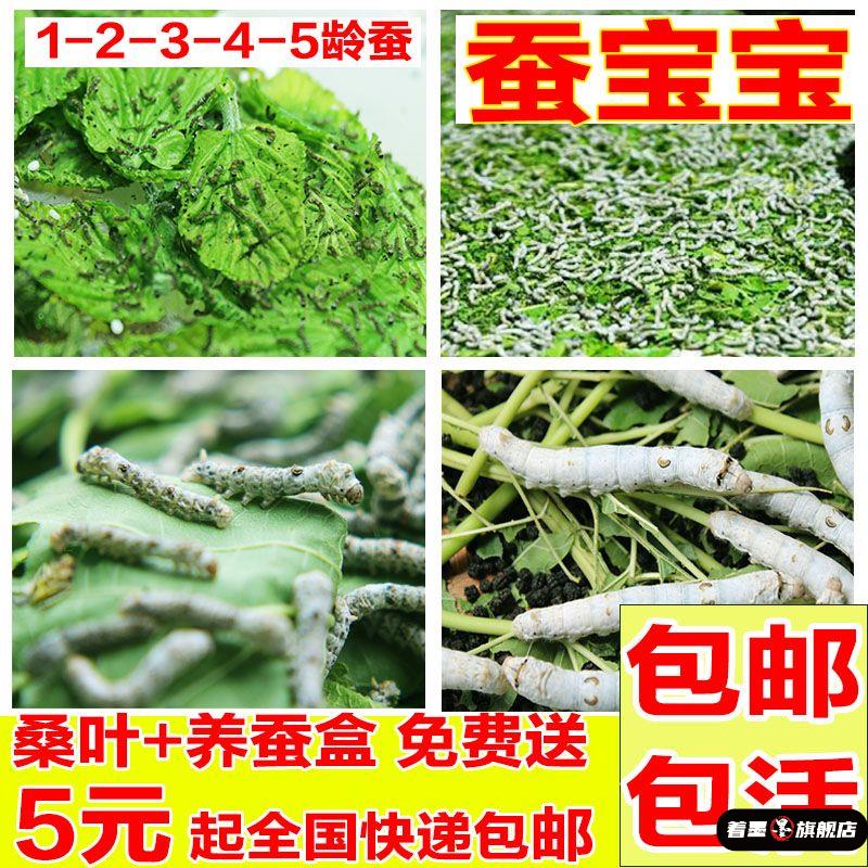 93036蚕宝宝234蚕卵学生养蚕套装