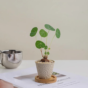 红藤圆叶山乌龟爬藤植物盆栽观叶水培种球室内好养桌面四季绿植