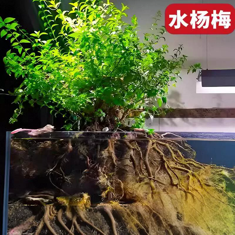 优选多年水杨梅水培植物水陆缸净水造景懒人净化空气防辐射裸根