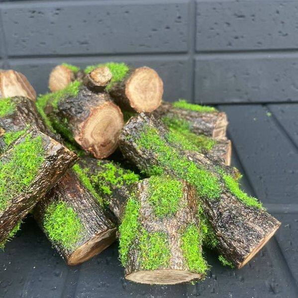 造景木雨林缸爬宠缸森系造景木网红造景摆件苔藓生态实木造景