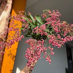 文心兰盆栽花苗梦香兰室内阳台兰花年宵花带花苞好养满堂红