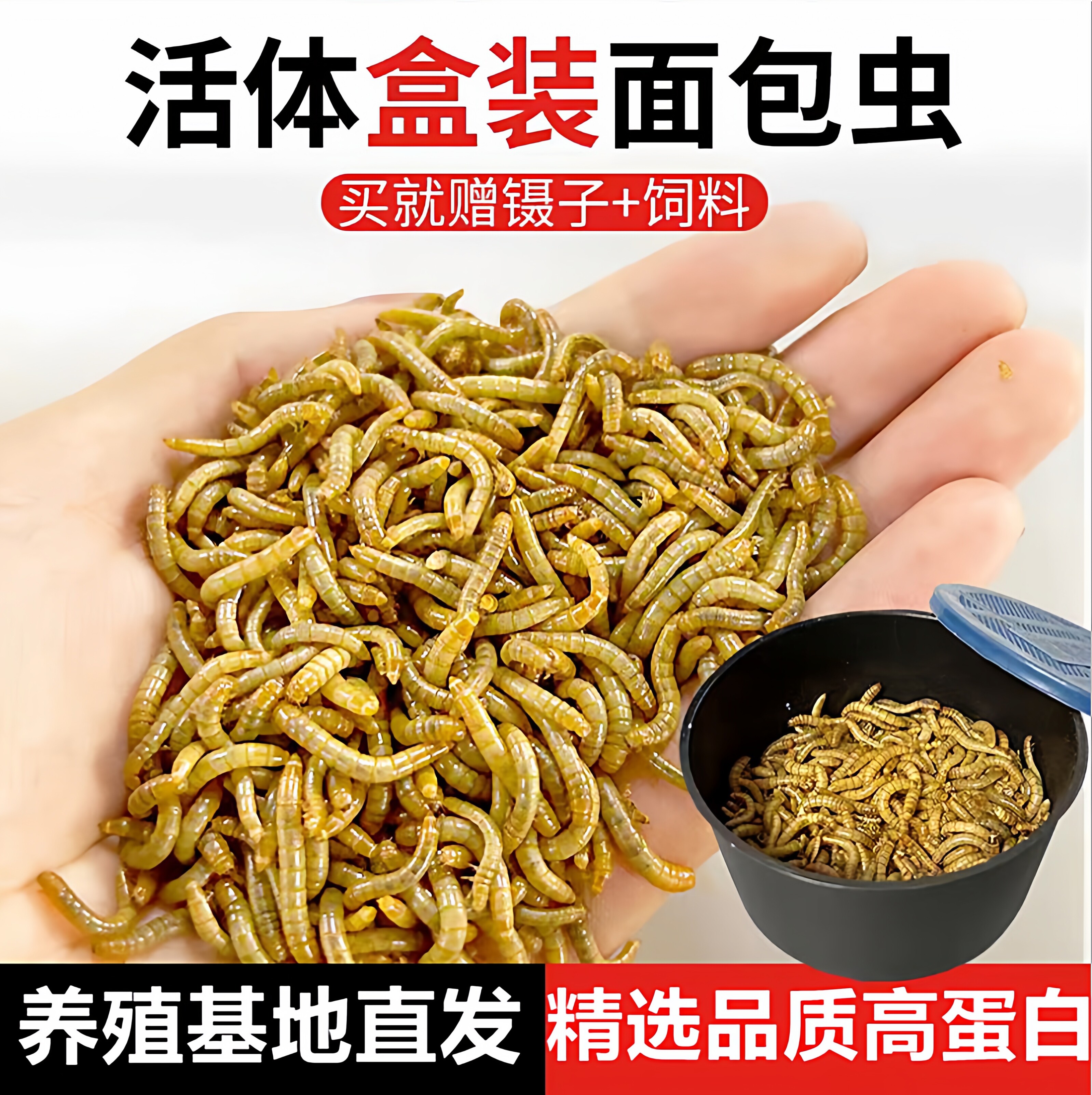 面包虫活体活虫仓鼠鹦鹉八哥爬虫
