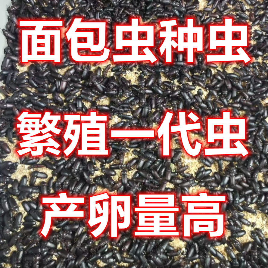 面包虫种虫黄粉虫种虫成虫繁殖产卵孵化种虫各种宠物饲料种虫包邮,宠物/宠物食品及用品,爬虫/鸣虫食物,淘宝优惠券,粉丝福利购,淘宝优惠卷